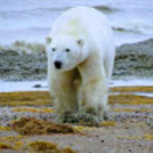 Meet your Posher, Andy